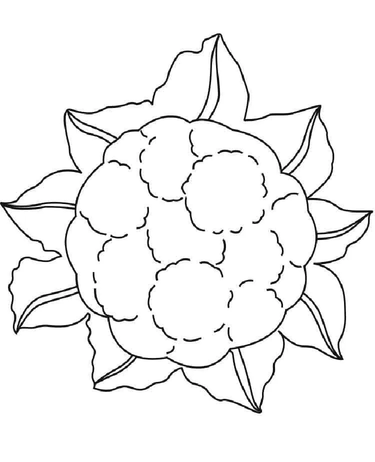 Chou Fleur 27